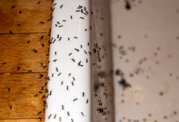 Wildlife Control Services in Galesville, WI